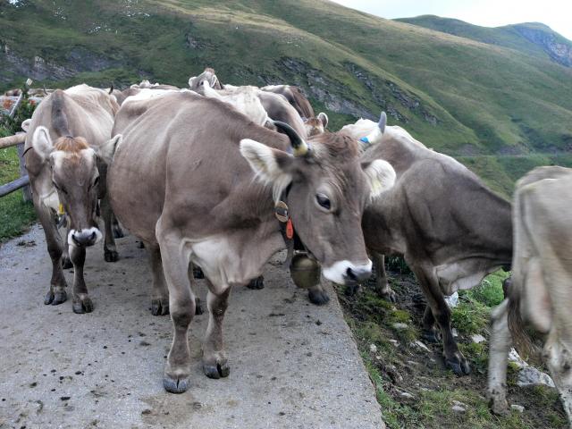 Der Empfang auf der Alp Nufenen Der Empfang auf der Alp Nufenen